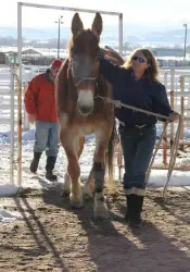 12-27-11 - VET - GOOD BYE_1 12-27-11 - VET - GOOD BYE_1