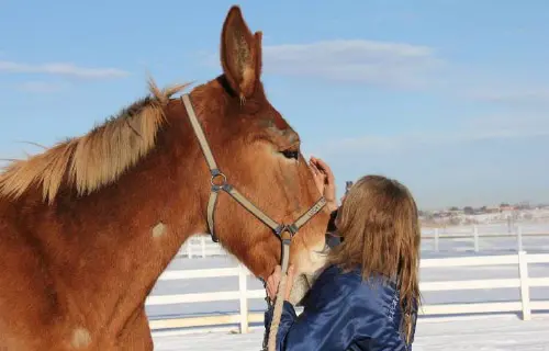 12-27-11 - VET - GOOD BYE_35 12-27-11 - VET - GOOD BYE_35