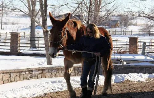 12-27-11 - VET - GOOD BYE_4 12-27-11 - VET - GOOD BYE_4