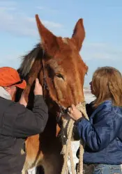 12-27-11 - VET - GOOD BYE_40 12-27-11 - VET - GOOD BYE_40