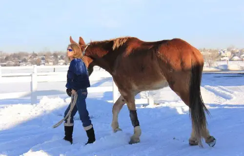 12-27-11 - VET - GOOD BYE_42 12-27-11 - VET - GOOD BYE_42