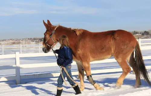 12-27-11 - VET - GOOD BYE_43 12-27-11 - VET - GOOD BYE_43