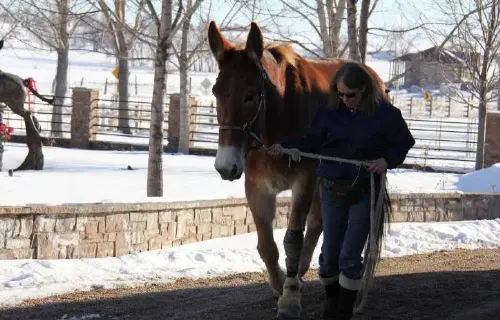 12-27-11 - VET - GOOD BYE_6 12-27-11 - VET - GOOD BYE_6