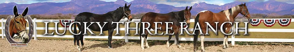 Mule, Donkey & Horse Training with Meredith Hodges