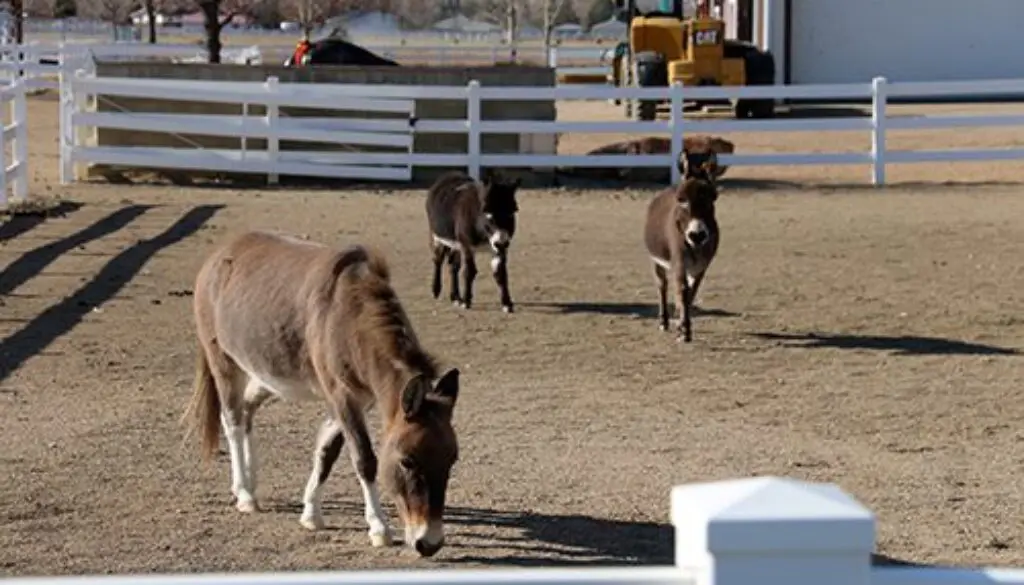 AASA_BIG TURNOUT WITH LITTLE FRIENDS_11-20-20_13