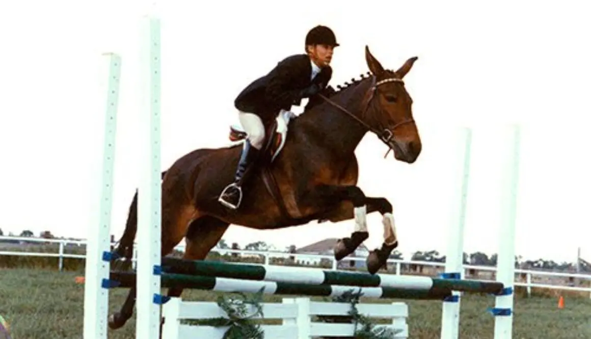 BeaDressage19860004CC