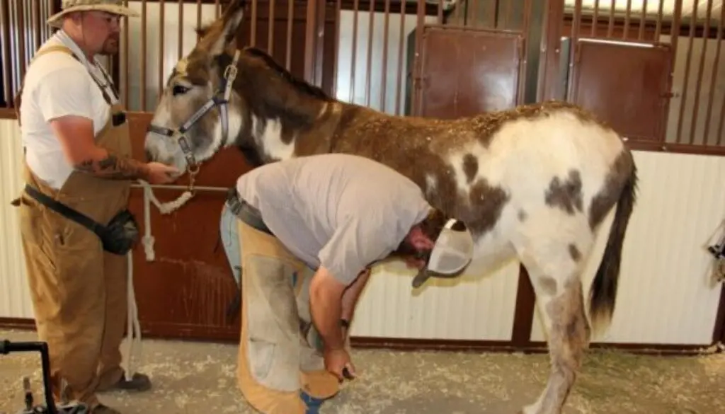 CC - Farrier Visit 3