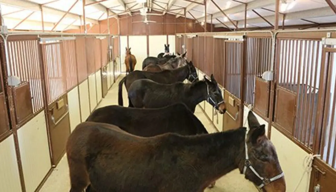 Efficient Grooming Practices12-1-21_15 Efficient Grooming Practices12-1-21_15