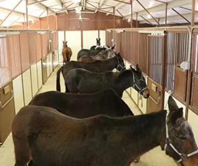 Efficient Grooming Practices12-1-21_15