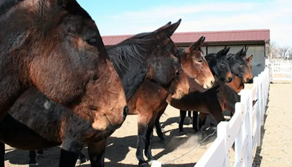 EquusRevisitedCoverShots2008-002CC-1