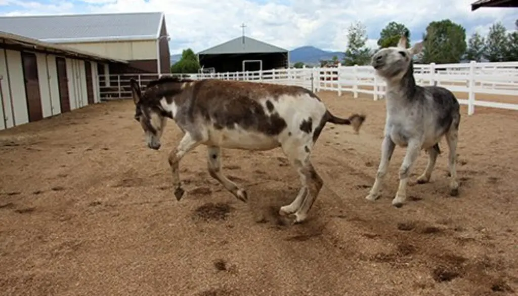 First-Turnout-with-Chasity61020_9