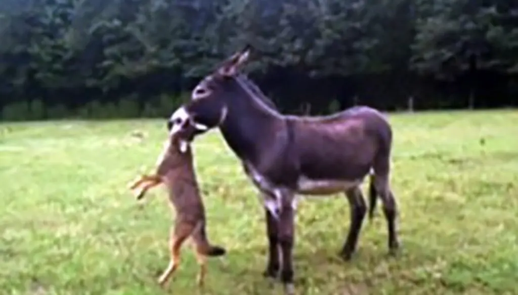 GUARD DONKEYS GUARD DONKEYS