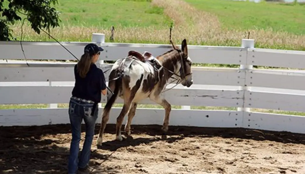 Ground Driving Chasity7-7-20_25