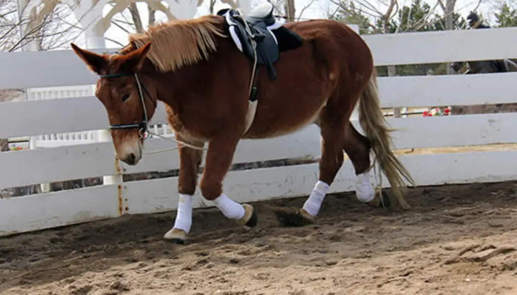 IMG_3608CC-1-reduced