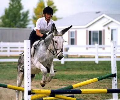 LJJumpCrossrails1998CCCC