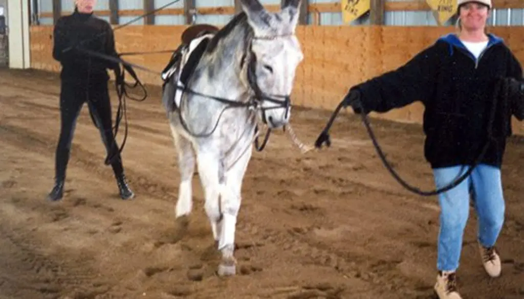 LJLateralDrivelinesAssistant1998CCCC