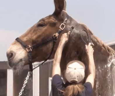 LMV-Grooming