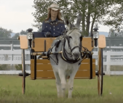 LMV-RollinAlong