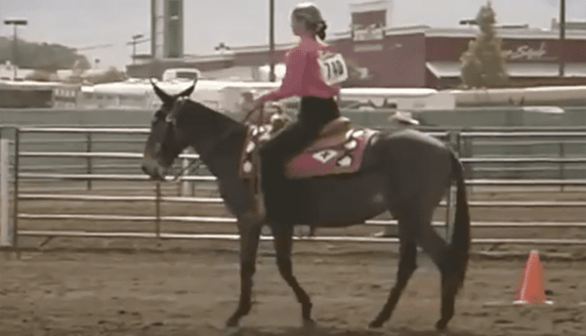 LMV-WesternRiding