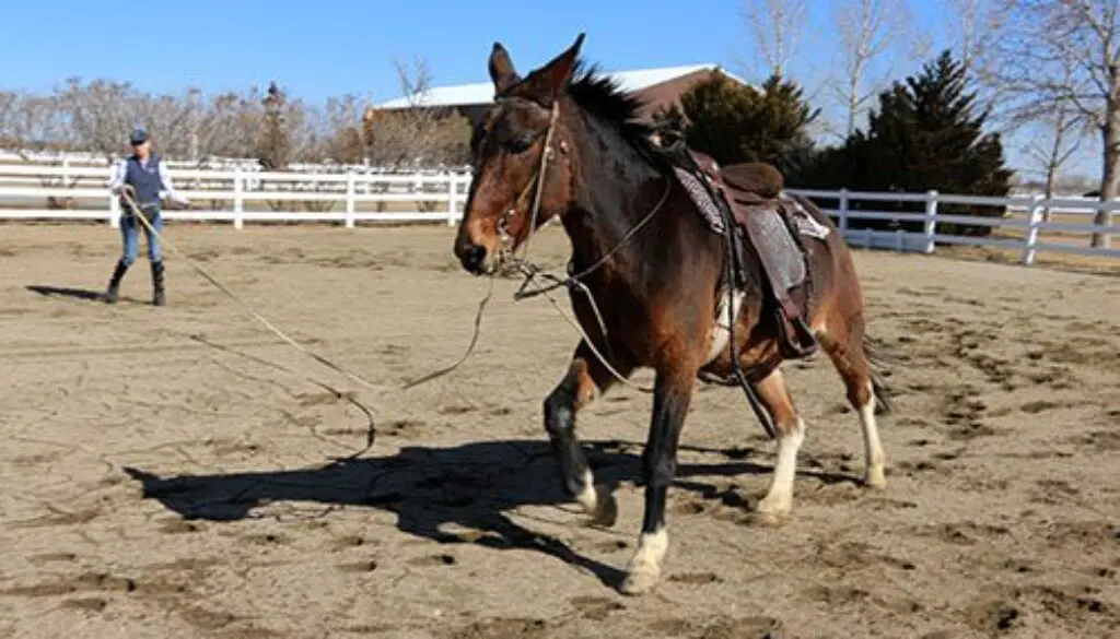 LTR MULES-Learning with Lancelot_3-5-21_13