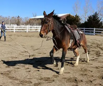 LTR MULES-Learning with Lancelot_3-5-21_13