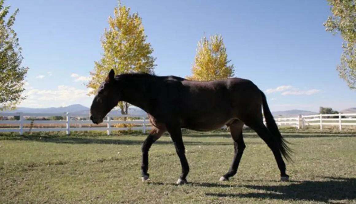 LTREquines2007-029CC1