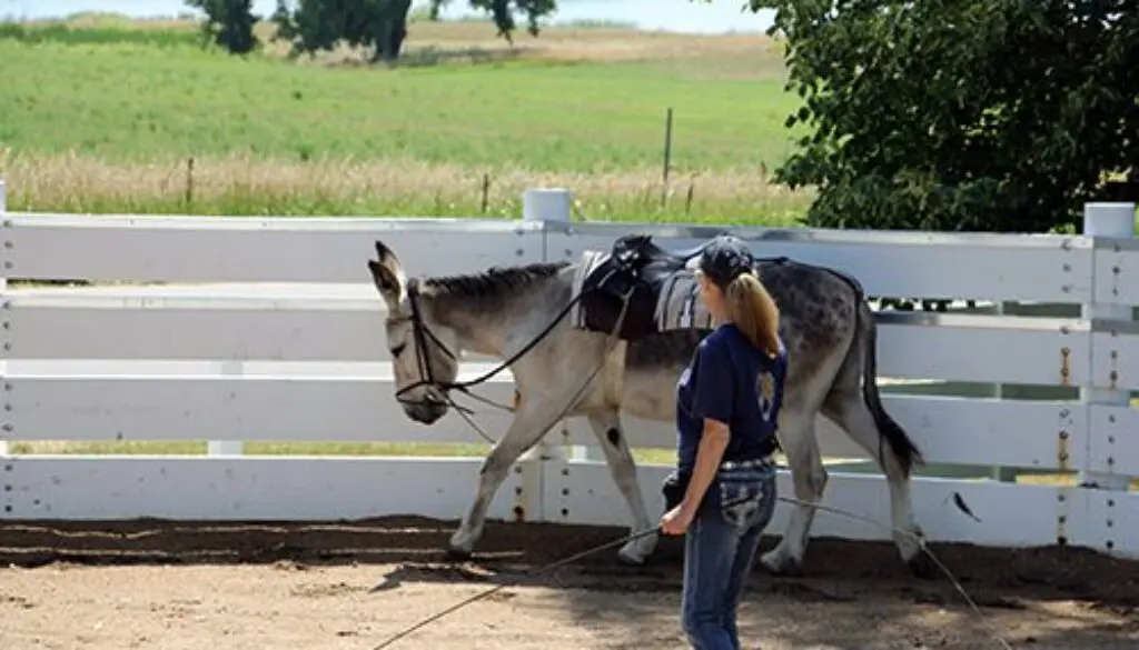 Lunge Line Lessons7-22-20_4
