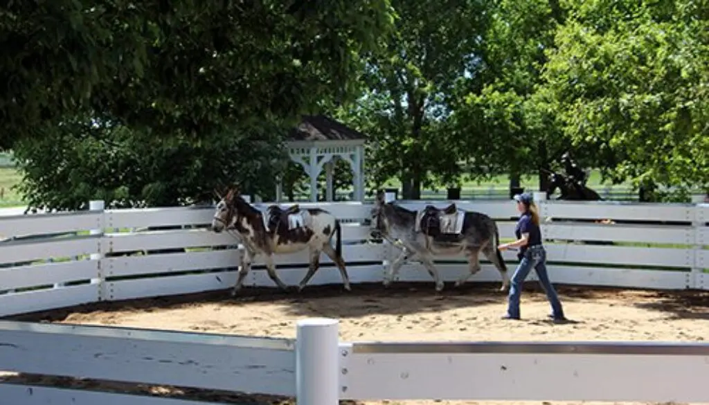 Lunging Together_6-10-20_5