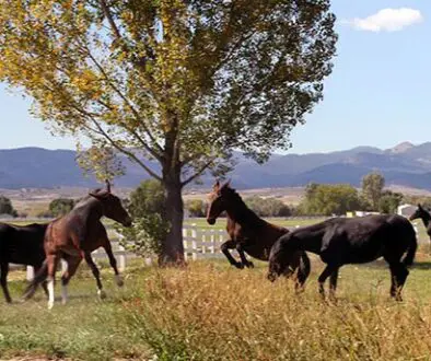 MCTrainingLongearsP2_CROPIMG_2489CC