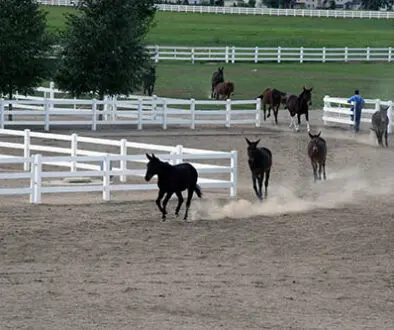 MCTrainingLongears_MulesToNewBarn9-12-11-036CC