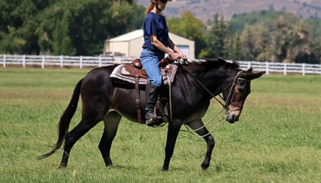 MC_CruppersBreeching_CROPIMG_8294CC