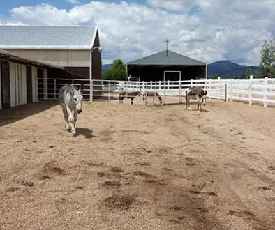 MaintainingHappyDonkey3-2-20_5 MaintainingHappyDonkey3-2-20_5