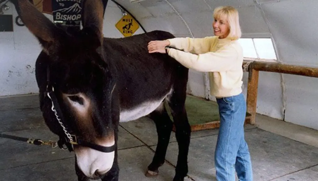 Massage-History-Contemporary-Equine-Use7