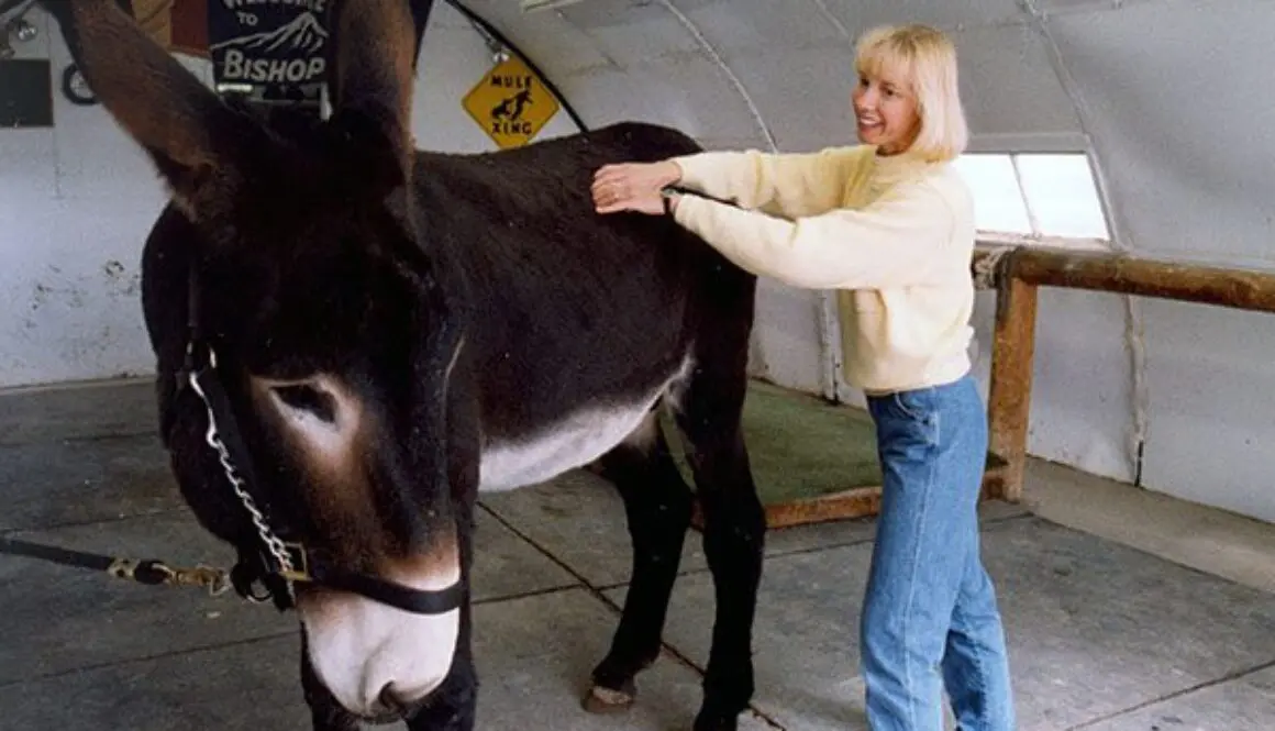 Massage-History-Contemporary-Equine-Use7