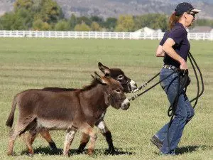 Miniature Donkey