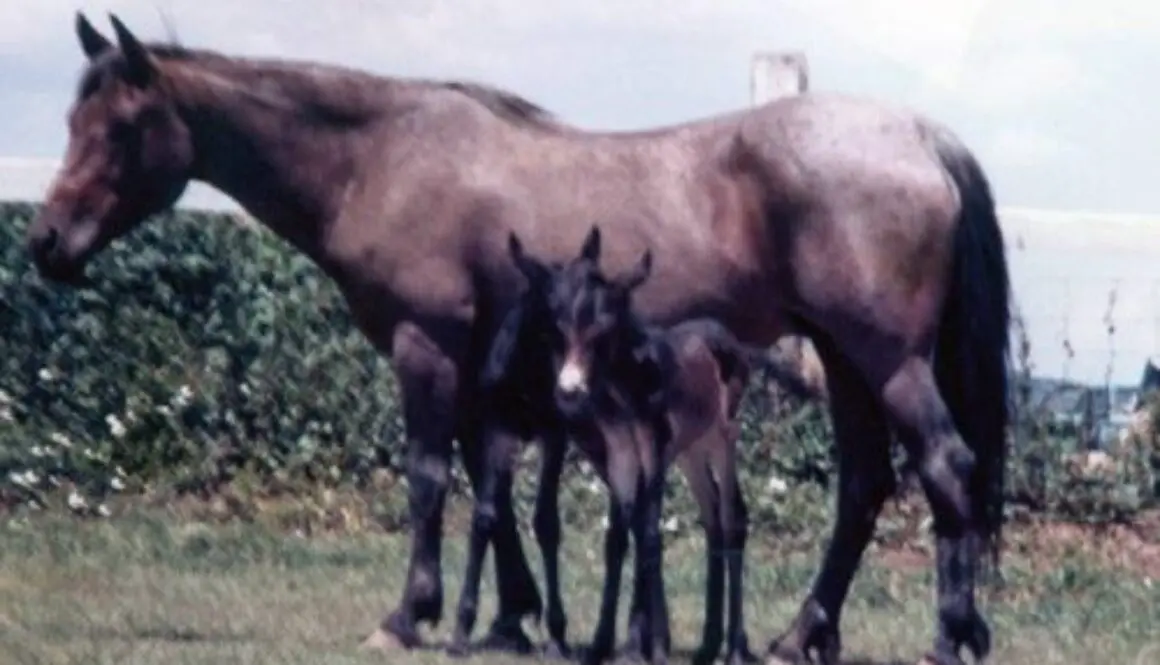 MissyMuleTwins-2 MissyMuleTwins-2