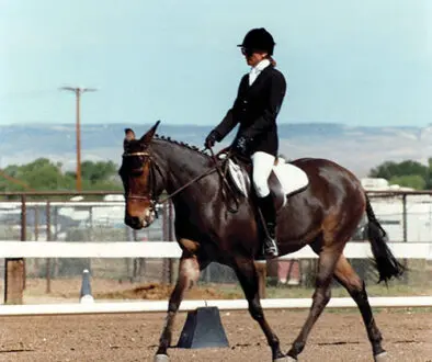 Mules-Accepted-by-U.S.E.F.-in-Dressage_6