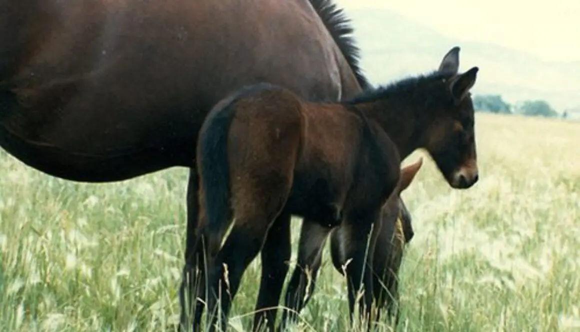 NEONATAL ISOERYTHROLISIS 01-1