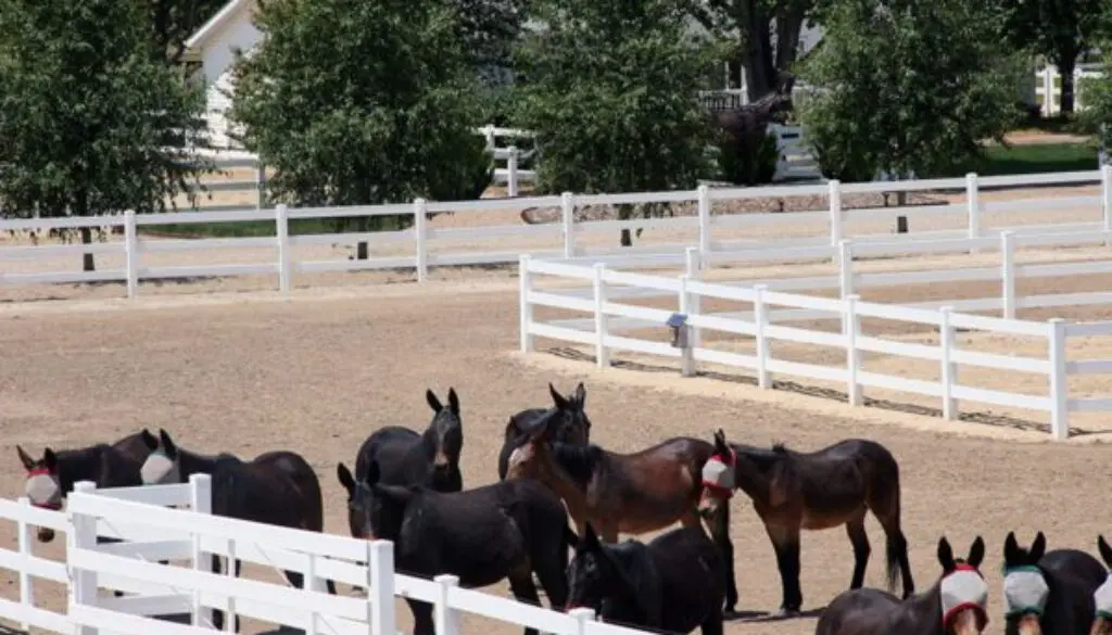 OldBarnDemo-RockRollWkt7-5-11-411CC