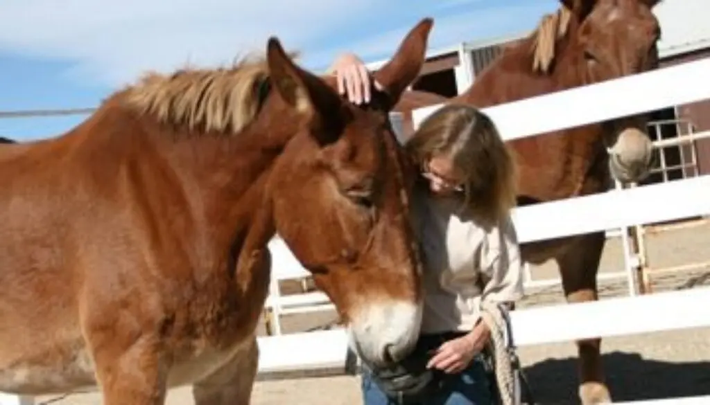Meredith with draft mule Rock