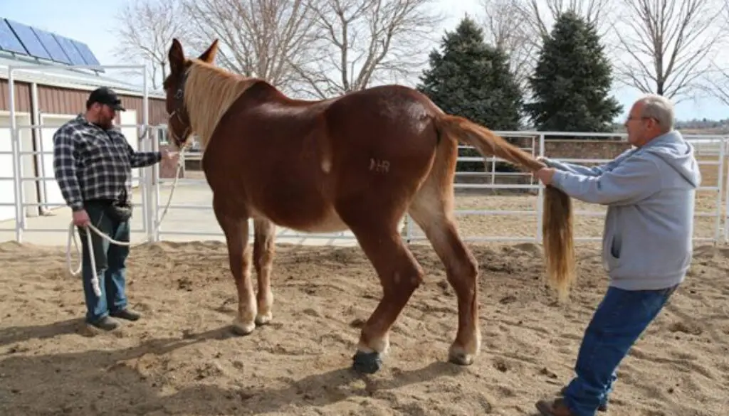 Roll-Chiropractor-2-13-17-018-1