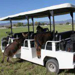 Meredith with mini donkeys Spuds and Augie on golf cart