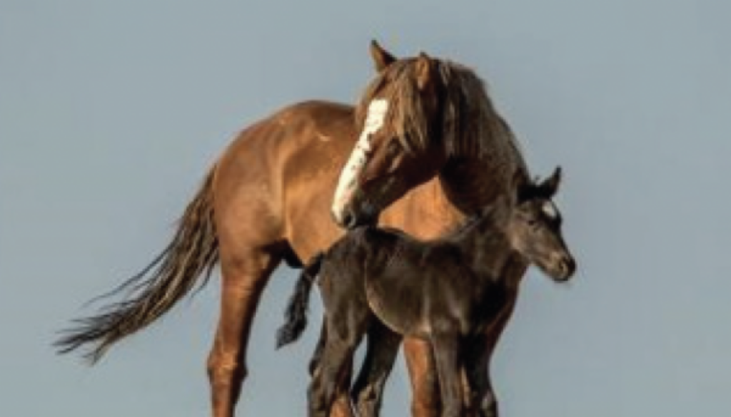 Screen-Shot-2022-07-11-at-8.15.59-PM