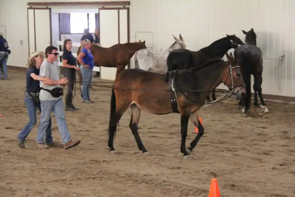 TMD-EU Grad Clinic 011