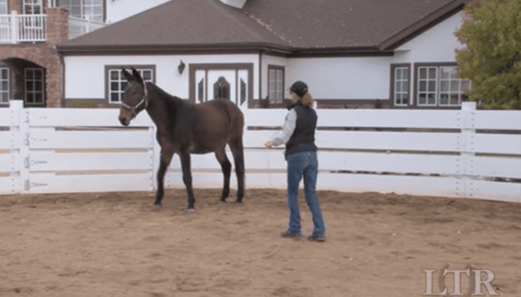 TT49-FreeLunging-slideshow