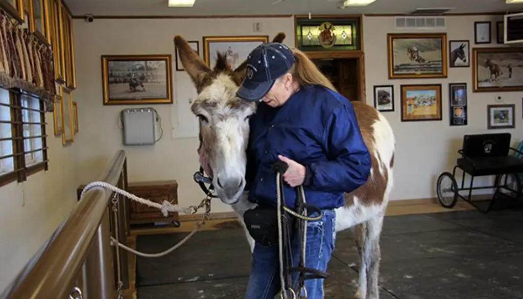 Tacking Up Appropriately 4-14-209