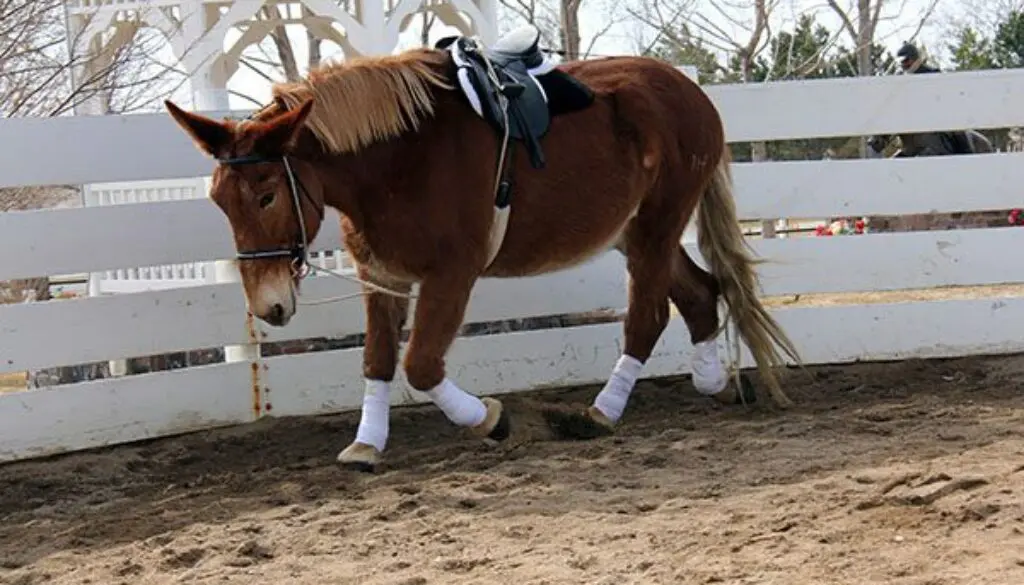 The-Equine-in-Motion2