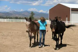 Turnout Loafing Sheds 8-12-16 118_CC