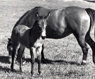 WVRMareFoal1978CC1
