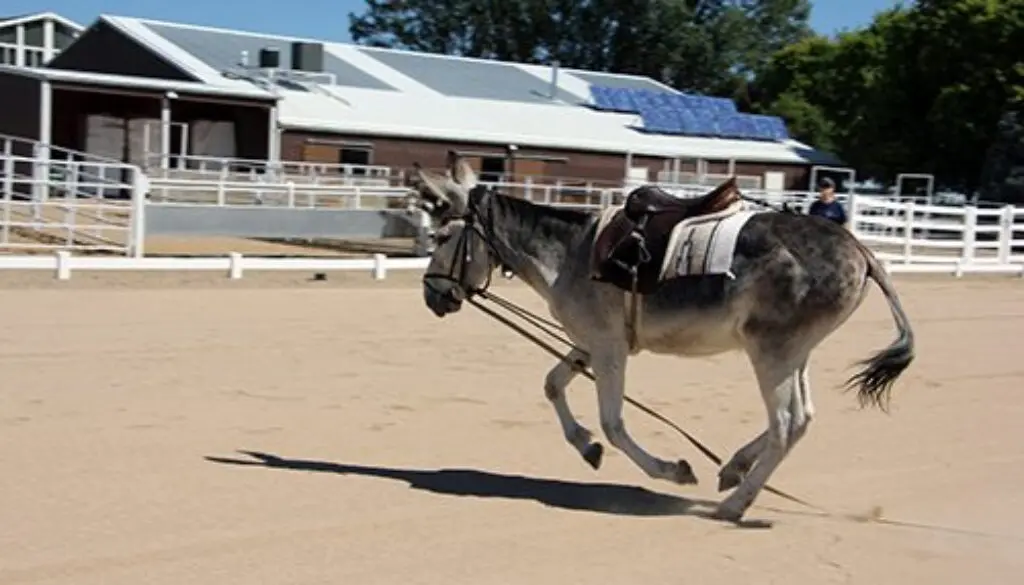 Wranglers Runaway9-1-20_19